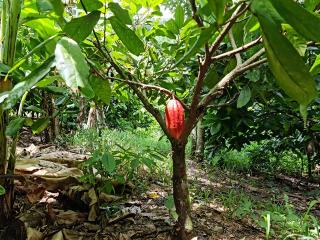 FARMLAND: COCOA FARM IN EL TUMA LA DALIA